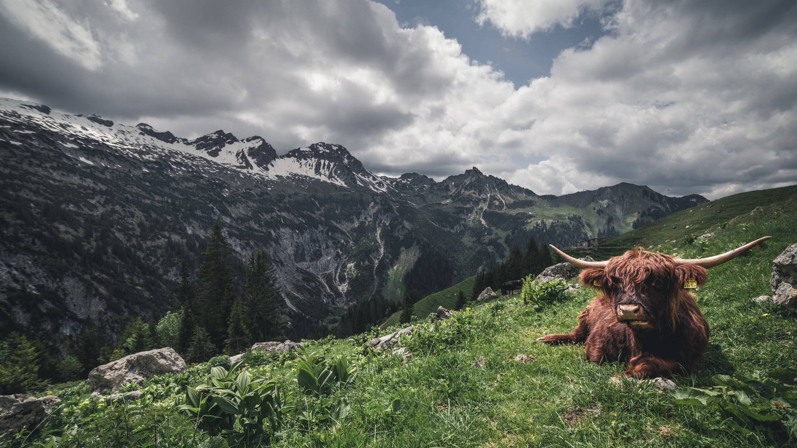 开云平台-CS2 选手训练计划科学系统，cs选手介绍