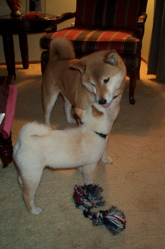 kaiyun官方入口登录-WRC年度评选：最佳表现与精彩瞬间盘点，wrc比赛规则