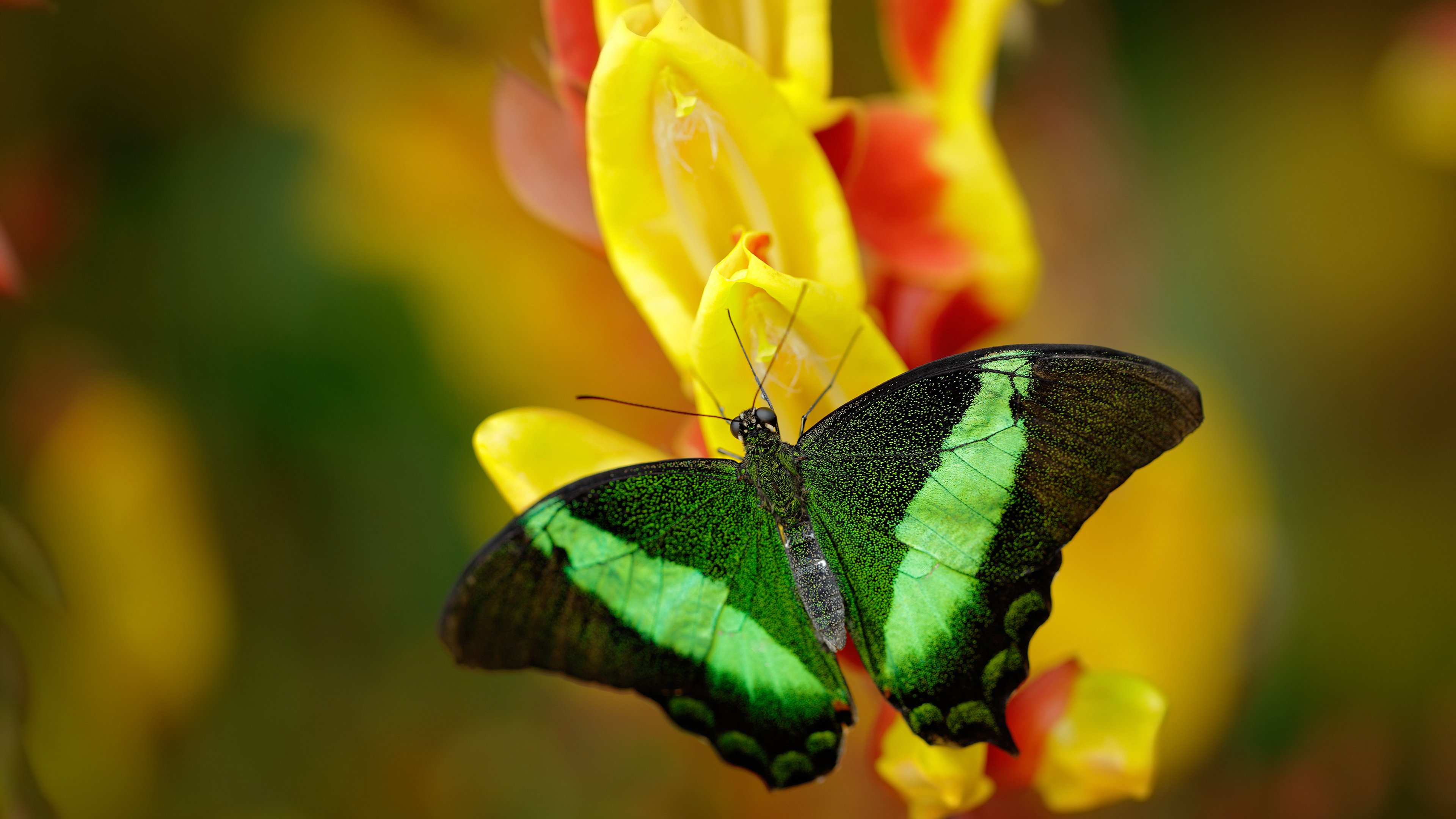 开云·体育官网APP下载-_爵士队坚持战术调整,排名逐渐逼近前列_,爵士队很强吗