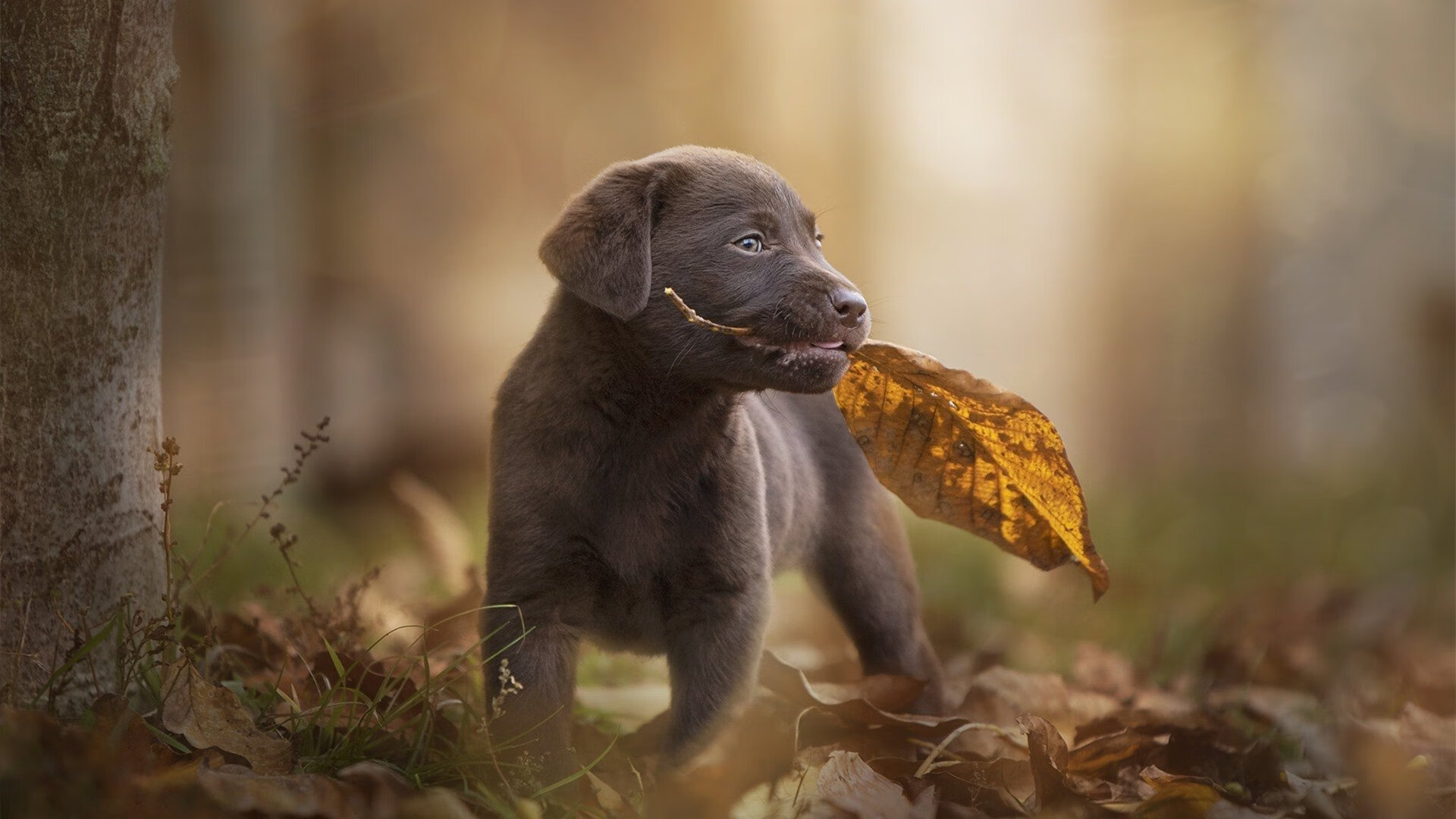 开云网站-今年NBA季后赛最佳“夜场”比赛都有哪些精彩片段？，nba季后赛最精彩的比赛