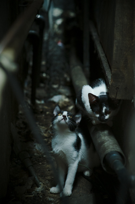 开云·Kaiyun网页版-女子排球联赛，精彩纷呈人人争夺，2020女子排球比赛视频