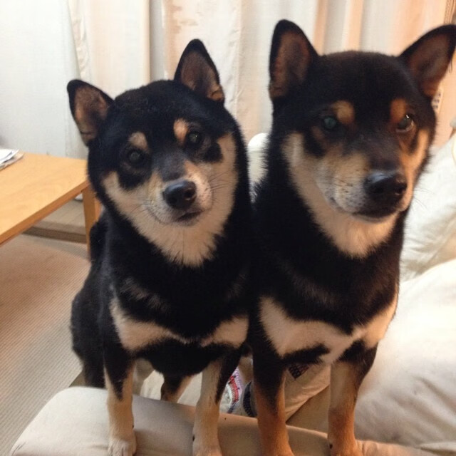 kaiyun官方网站-英超赛场上的“黑马”球队逐渐崭露头角，英超联赛阵容