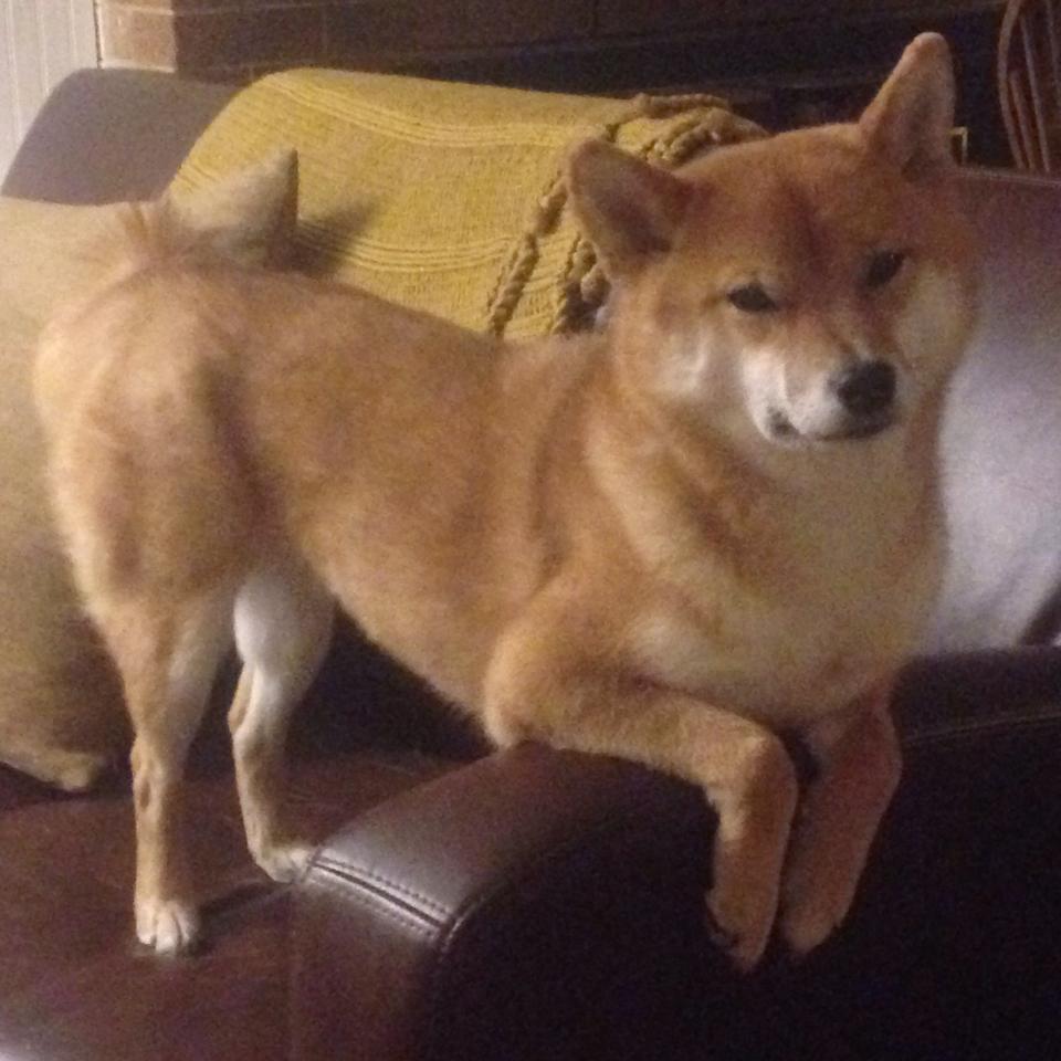 Kaiyun(中国)开云-英超：切尔西0-2不敌埃弗顿，蓝军状态低迷，英超切尔西对埃弗顿视频直播