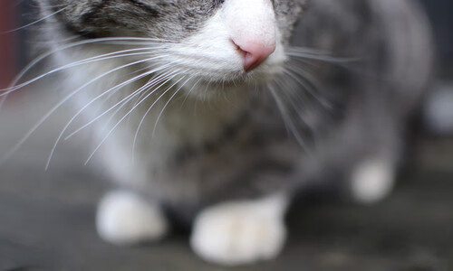 kaiyun官方网站-足球国家集训基地开通线上观摩平台，国家足球队集训地点