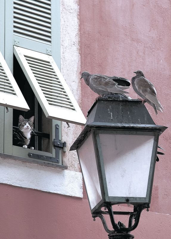 开云官方网页登录-雪太滑！墨西哥中场用冰刀进球，墨西哥冰岛