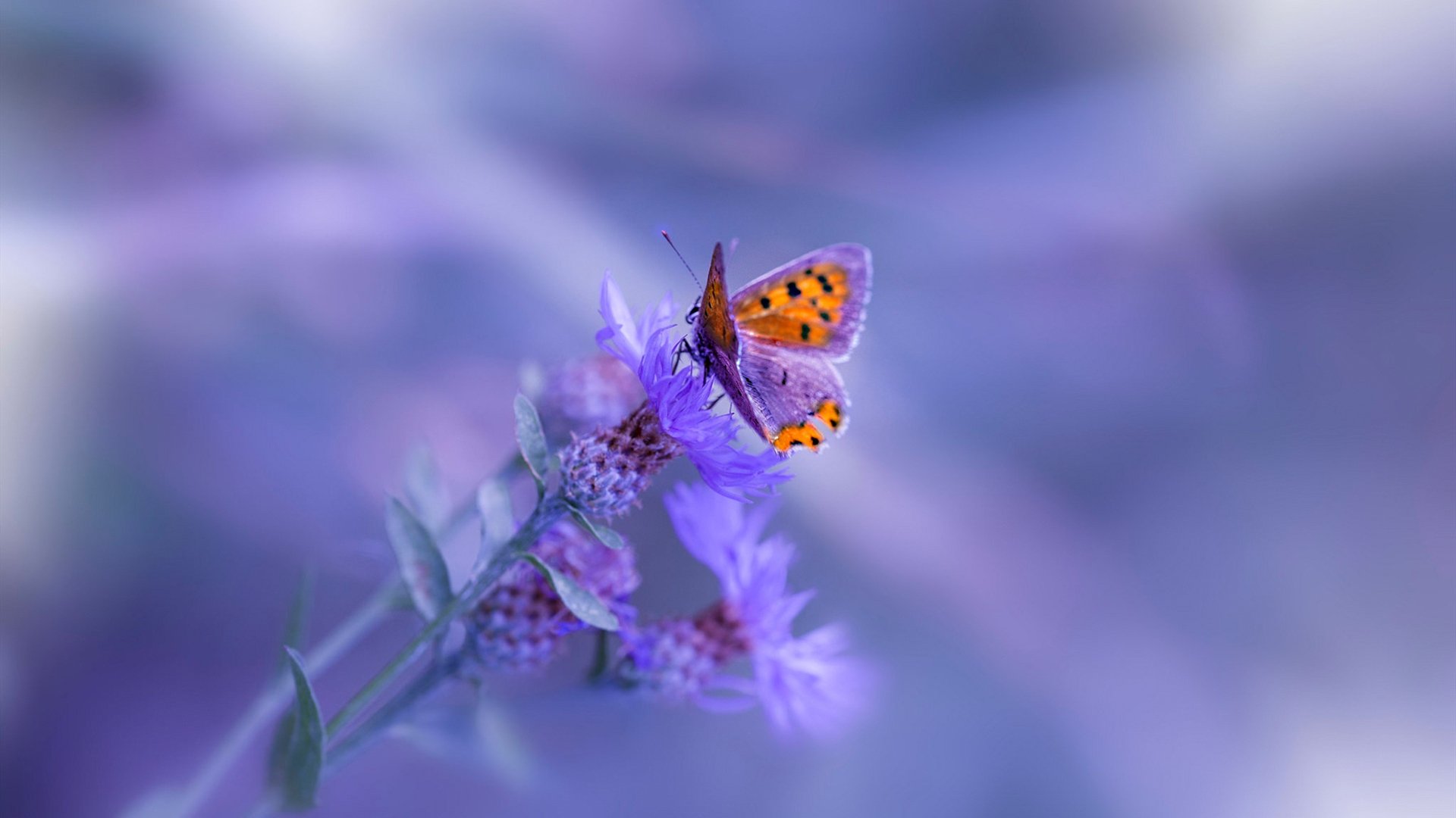 开云·体育官网APP下载-Aster参加国际赛事备受期待，aster 成员