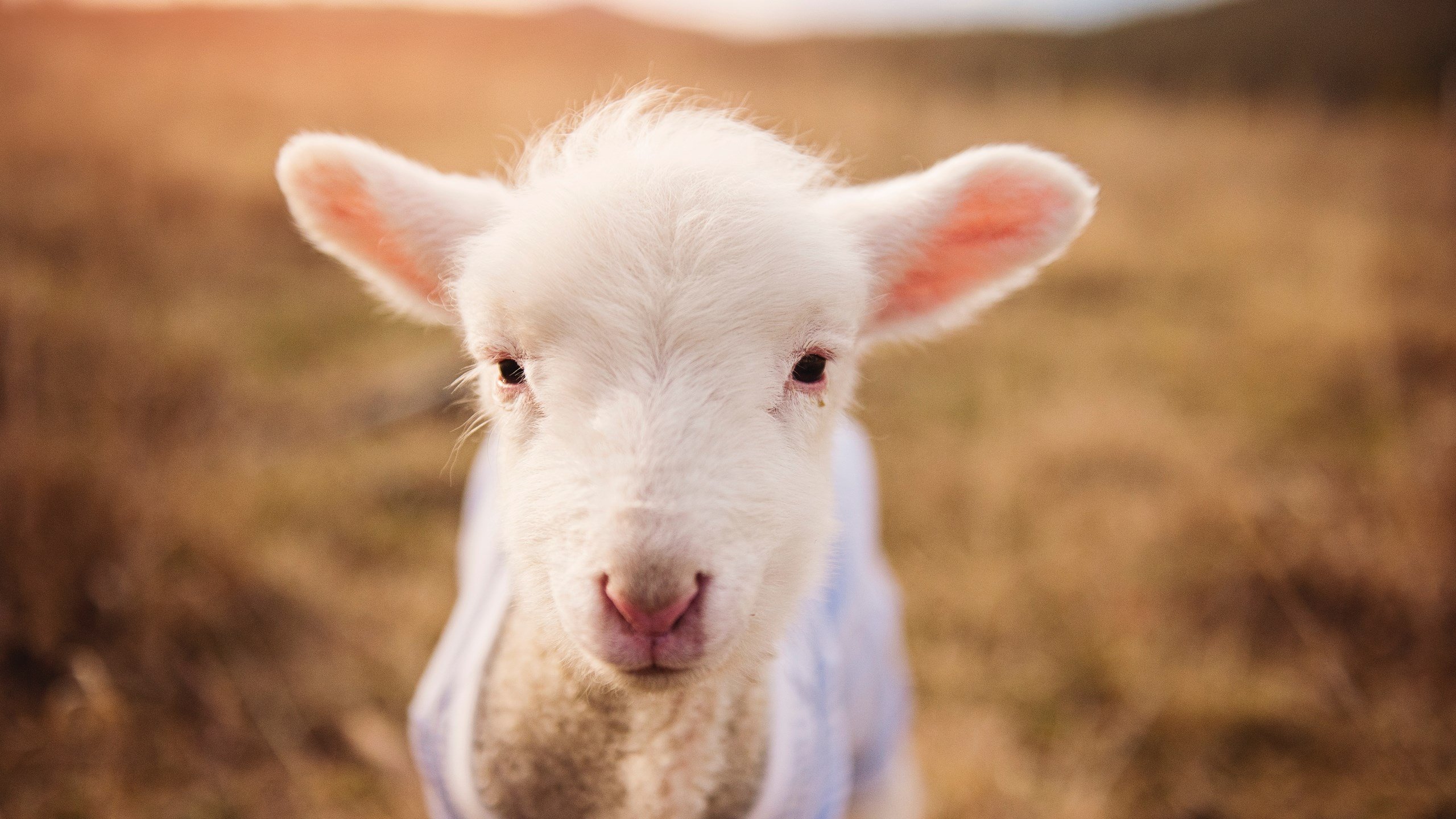 开云·体育官网APP下载-EDG防守端表现提升明显,edg对手