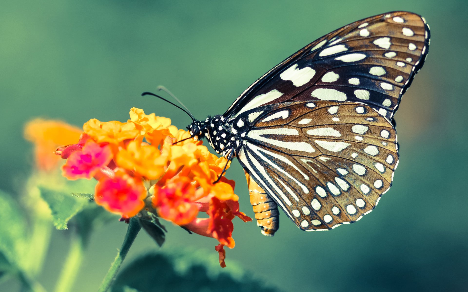 开云体育APP下载-公牛击败步行者，抢七大战中德罗赞连续抢断建功，公牛招募罗德曼