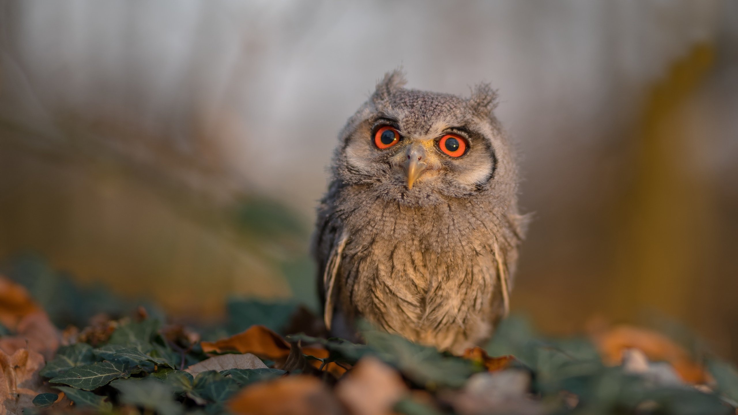 开云官网-勇士队核心伤愈复出，提振球队士气，勇士队的核心