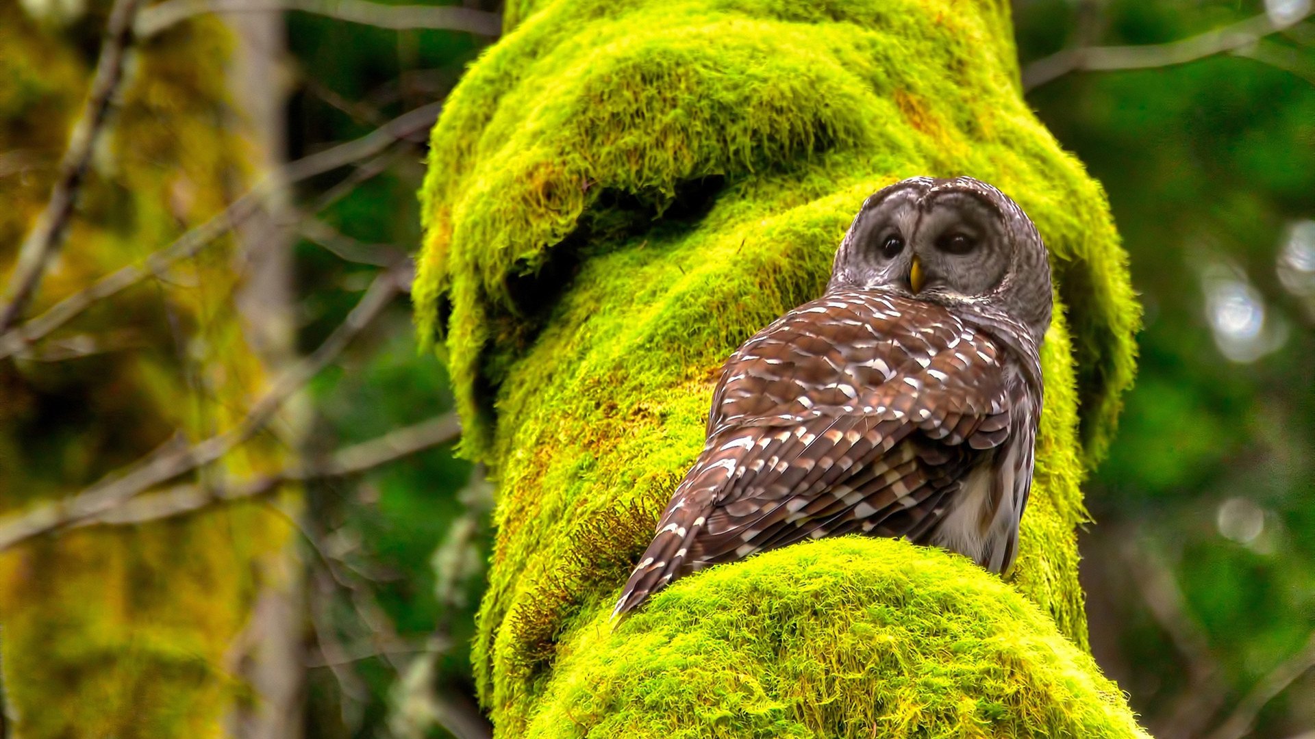 Kaiyun官方登录入口-卡尔尼维尼领军桑普多利亚，客场逼平亚特兰大，卡尼尔多少岁