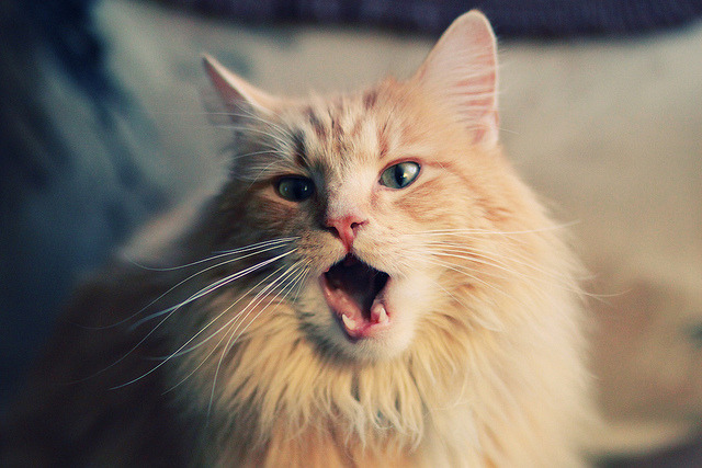 KAIYUNAPP-罗马在博洛尼亚遭遇失利，寻找反弹之路，罗马vs博洛尼亚最新消息