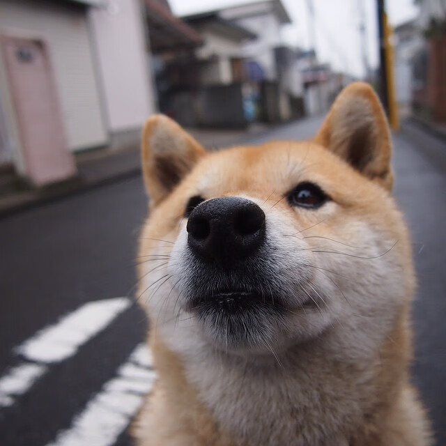 Kaiyun APP-黄蜂取得关键胜利,击败魔术赢得比赛,黄蜂魔术比分预测