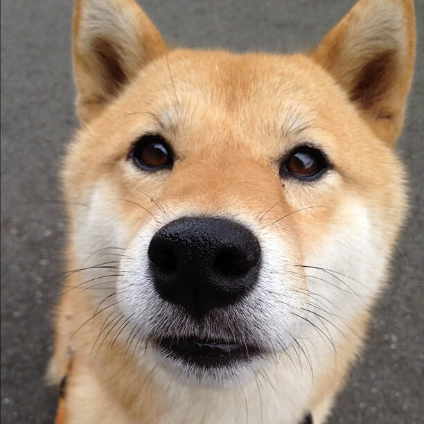 开云官方-泰国马术协会举办国际马术科技大会，推动行业技术交流与合作。