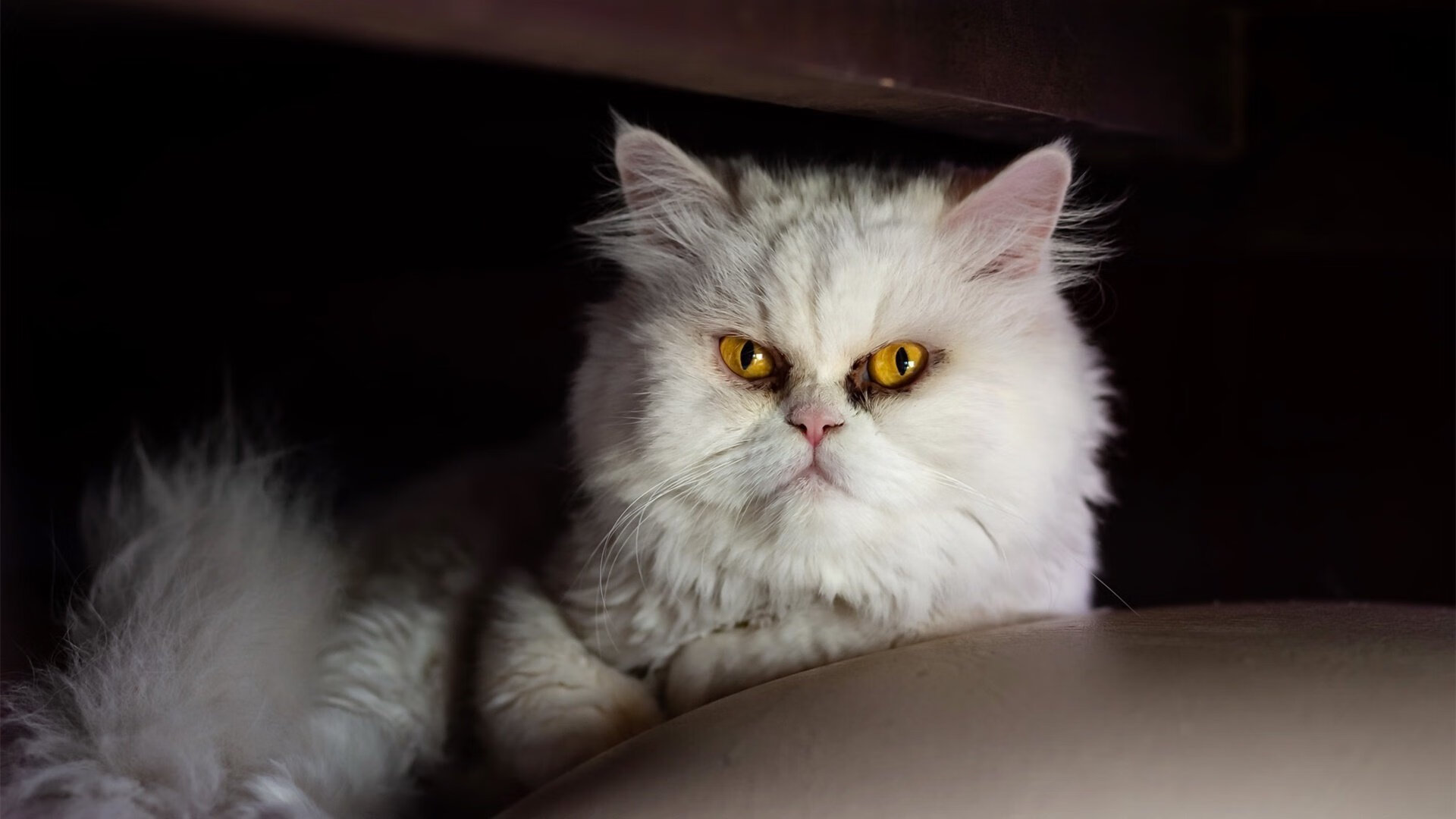 kaiyun体育综合-意甲裁判VAR系统中语义分析模型的应用实践