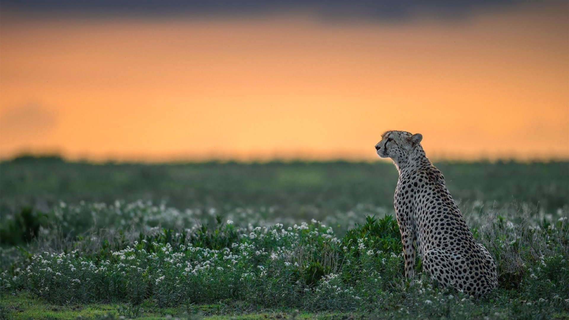 开云·Kaiyun网页版-中国男篮年轻球员快速成长 助力球队崛起，中国男篮队员年龄