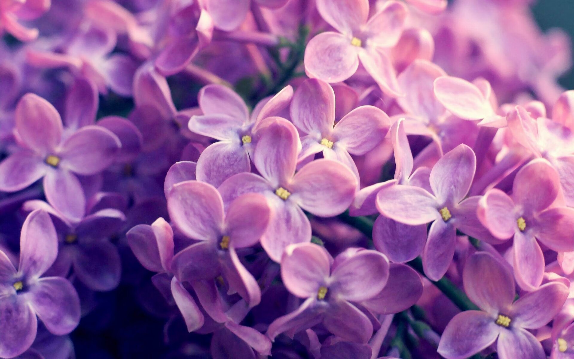 kaiyun网站-罗马尼亚队赛制分析：团体赛中的配合默契与技术选择，罗马尼亚赛程500