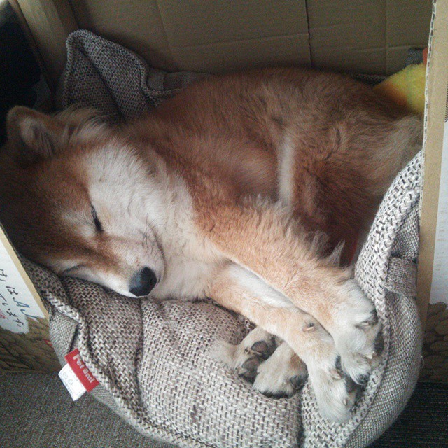 开云·Kaiyun网页版-丹·卡特:全黑队的战术大师,橄榄球历史的无冕王者,丹.卡特