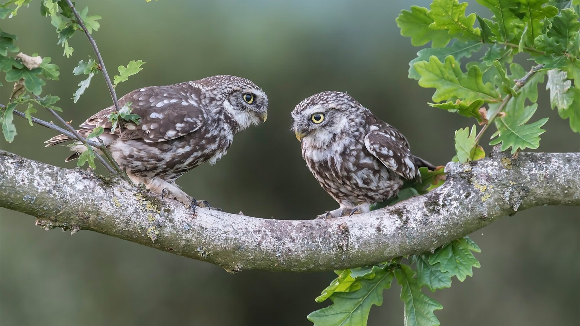 开云官方网页登录-亚历山德里娅·帕金斯50米蝶泳冲进前列